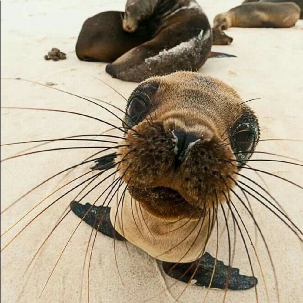 Meet your Posher, Betsy